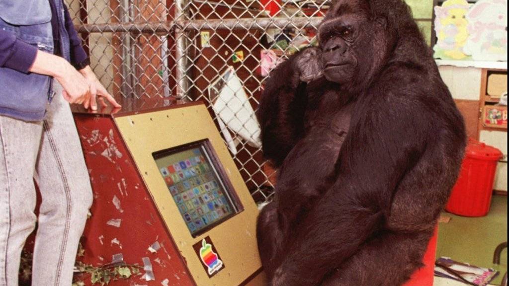 Koko auf einer Aufnahme von 1995 vor einem Computer in der Gorilla Foundation in Woodside, Kalifornien. (Archivbild)