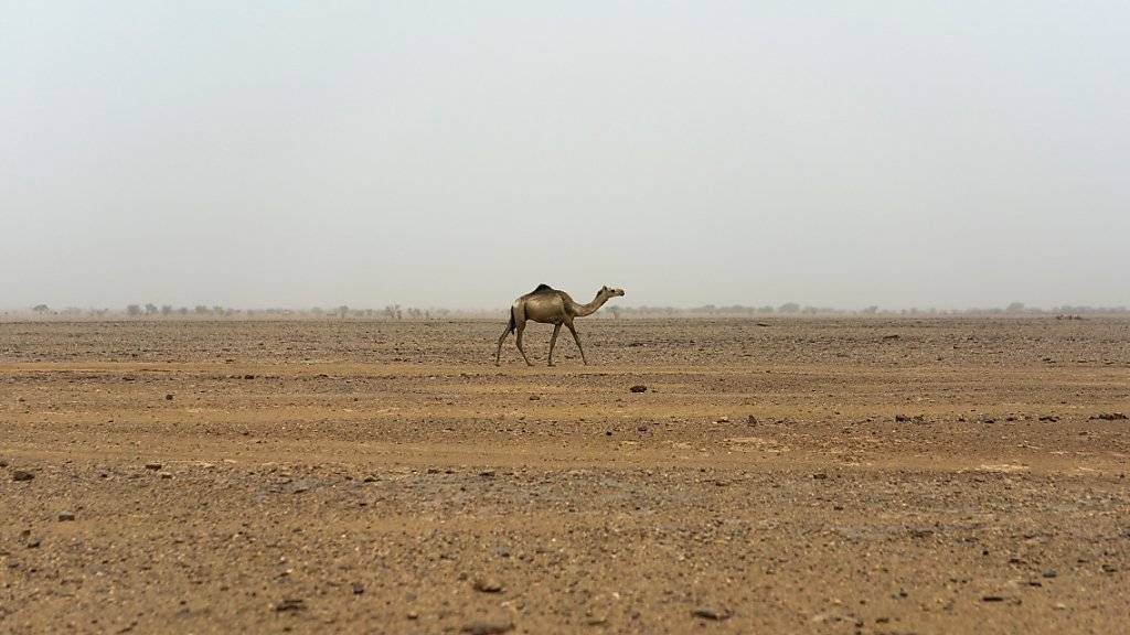 In der Sahara dauert es mehrere tausend Jahre bis sich das Regenwasser in tieferen Erdschichten als Grundwasser ansammelt. (Symbolbild)