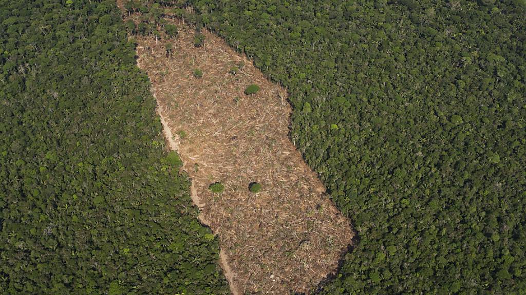 ARCHIV - Blick auf ein abgeholztes Waldstück im Amazonasgebiet. Foto: Victor R. Caivano/AP/dpa