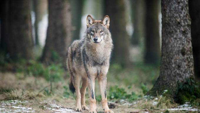 Bündner wollen Wölfe schneller abschiessen können