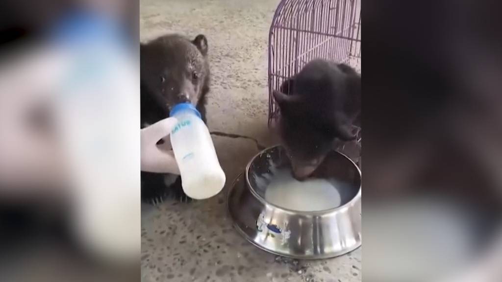Von Wildtierhandel gerettet: Happy-End für zwei junge Bären in Laos