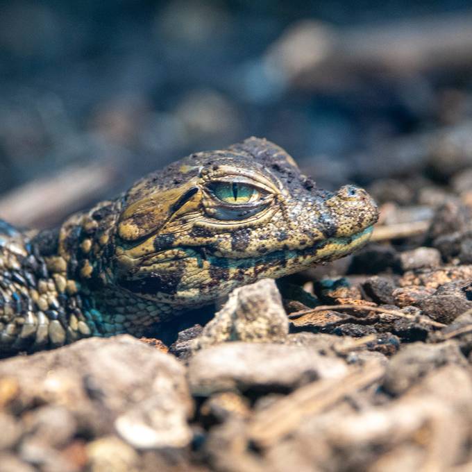 Im Zoo Zürich schlüpft ein Baby-Krokodil – und keiner merkts
