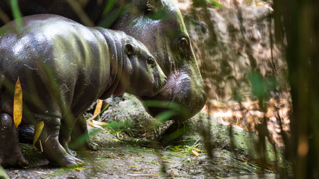 Das junge Zwergflusspferd-Männchen namens Voobadee.