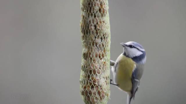 So überstehen Vögel den Winter