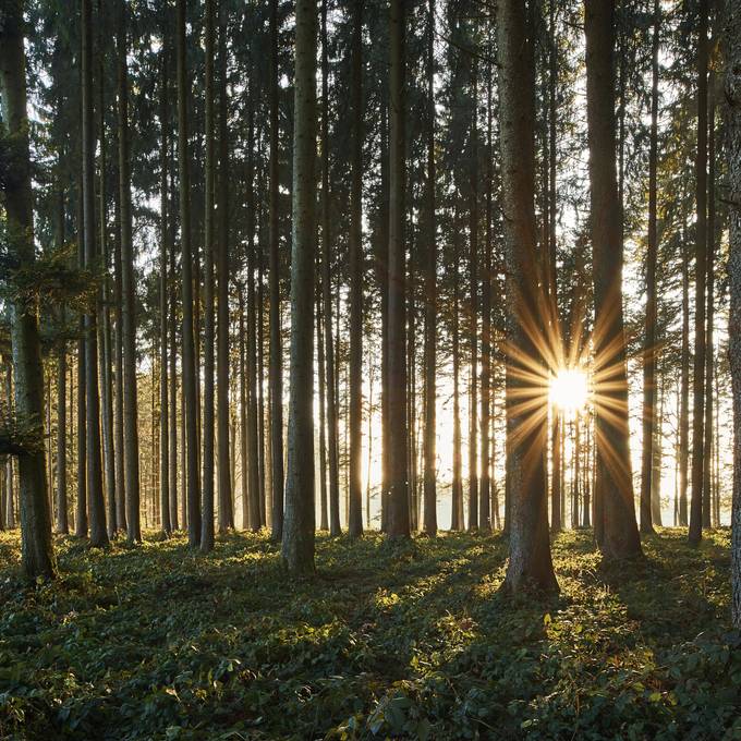 «Uns sterben die Fichten weg»: Der Aargauer Wald leidet