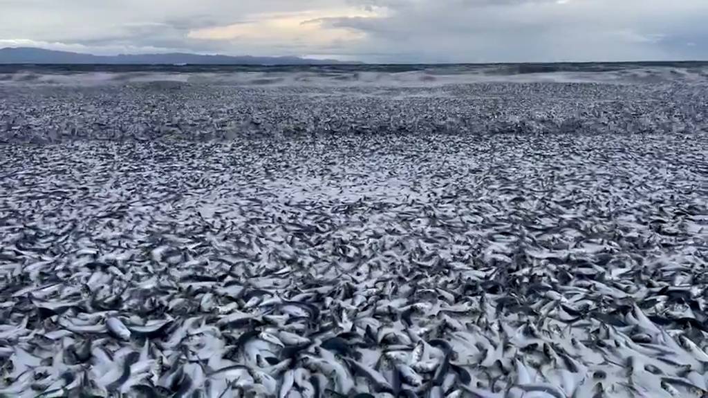 Hunderte tote Fische werden in Japan an Land gespült