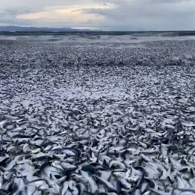 Hunderte tote Fische werden in Japan an Land gespült
