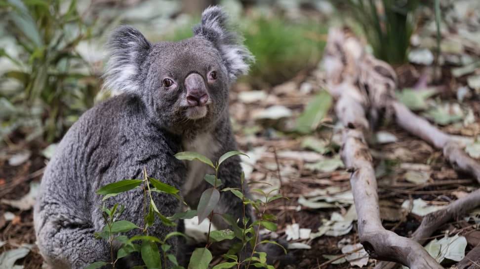 Koala-Weibchen Maisy musste eingeschläfert werden