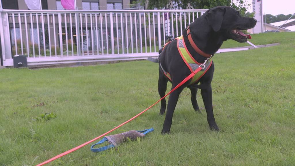 Polizeiserie: Die Spürhunde