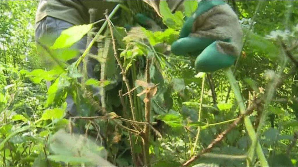 Luzerner Asylsuchende sollen gratis arbeiten