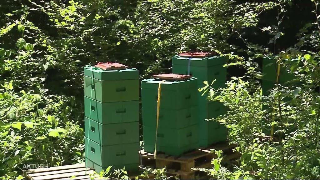 Bienenvölker gestohlen: „Das kann nur ein Profi gewesen sein“ 