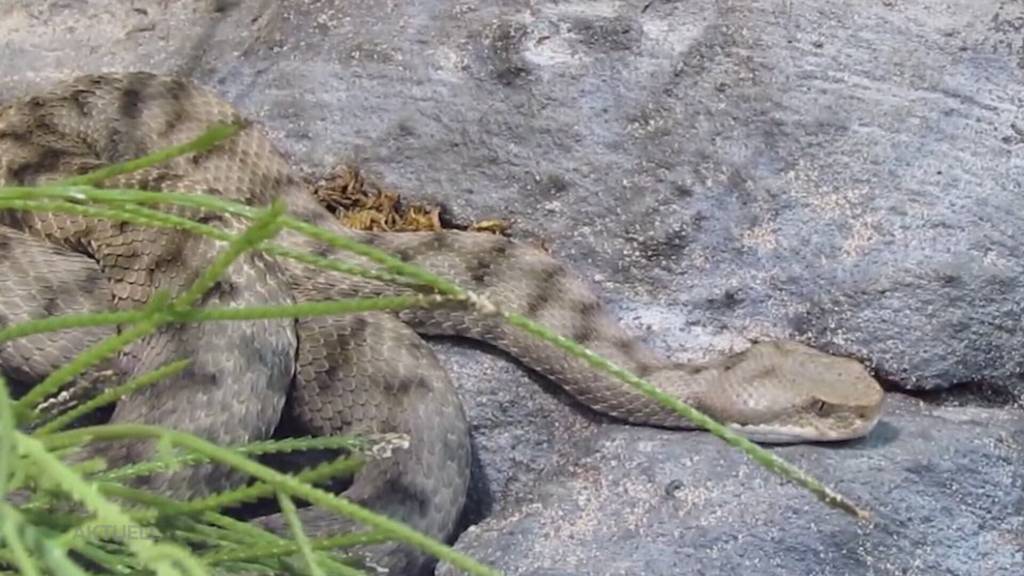 Giftschlangen: In Balsthal wurde ein Mann gebissen. Das kann man tun.