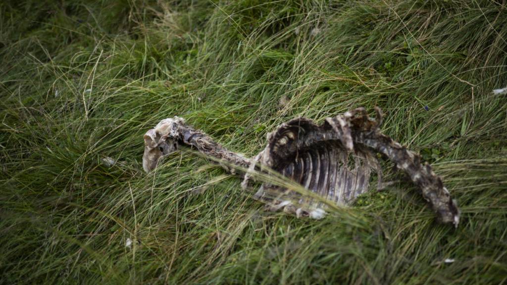 Obwohl die Wölfe auch in der Waadt reguliert werden, nahmen die Nutztierrisse nicht merklich ab. Die Behörden wollen dies nun untersuchen. (Symbolbild)