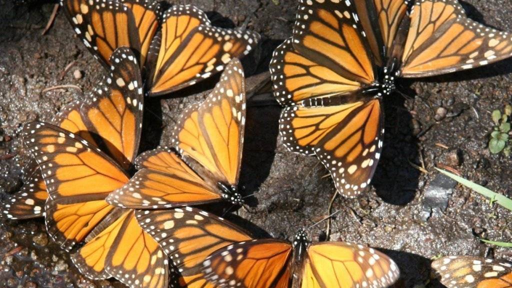 Die Umweltstiftung WWF meldet nach mehreren schlechten Jahren wieder etwas grössere Bestände an Monarchfaltern in Mexiko. Das sei aber dem Zufall geschuldet und kein Grund zur Entwarnung, so der WWF. (Archiv)