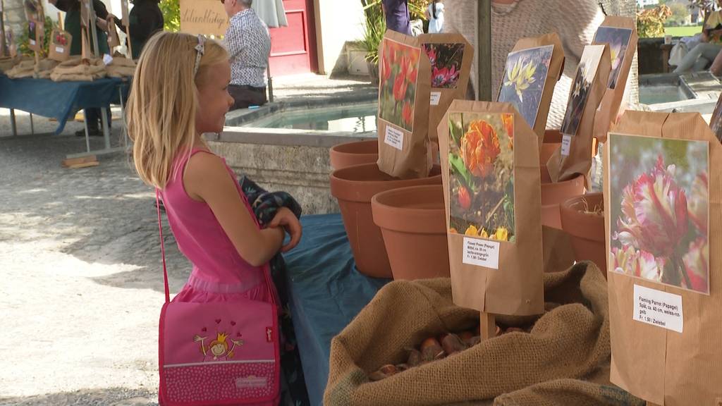 Farbenfroh: 18'000 exklusive Tulpenzwiebeln kann man auf dem Schloss Wildegg kaufen