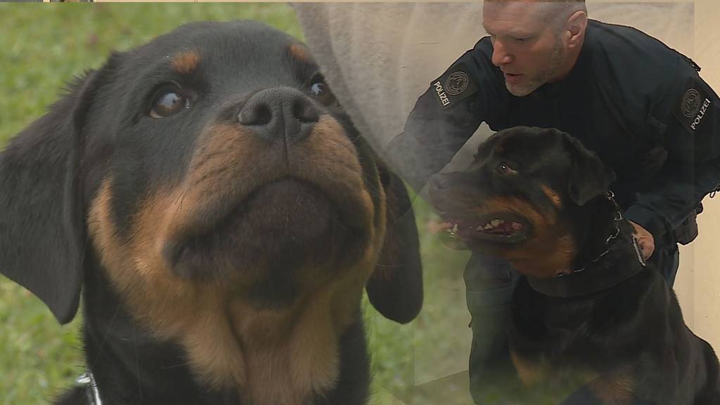 Aus dem herzigen Welpen Aragon ist ein waschechter Polizeihund geworden