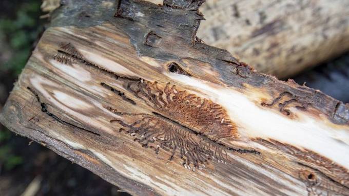 Zuviel Holz an Lager: Covid-19 beutelt die Forstwirtschaft