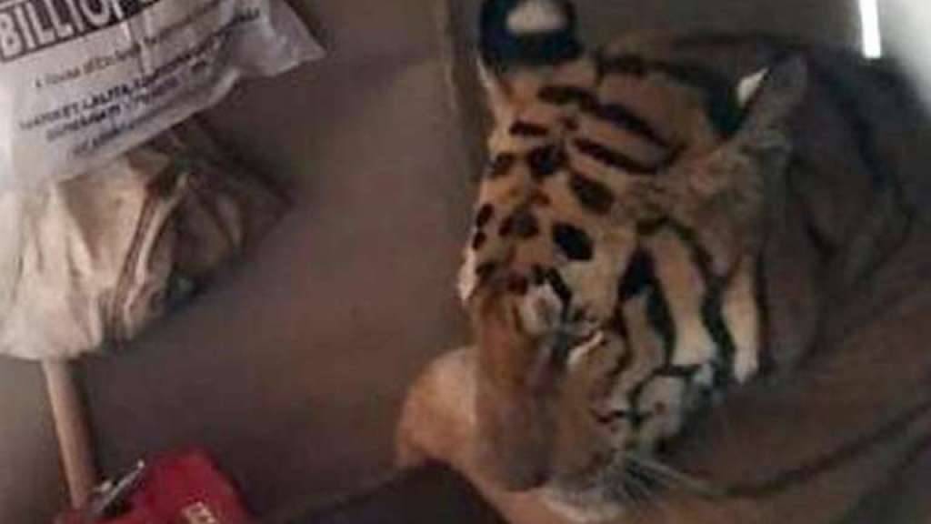 Ein Tiger legte sich in einem Haus auf ein Bett, nachdem er vor den Monsunüberschwemmungen aus einem Park getürmt war.