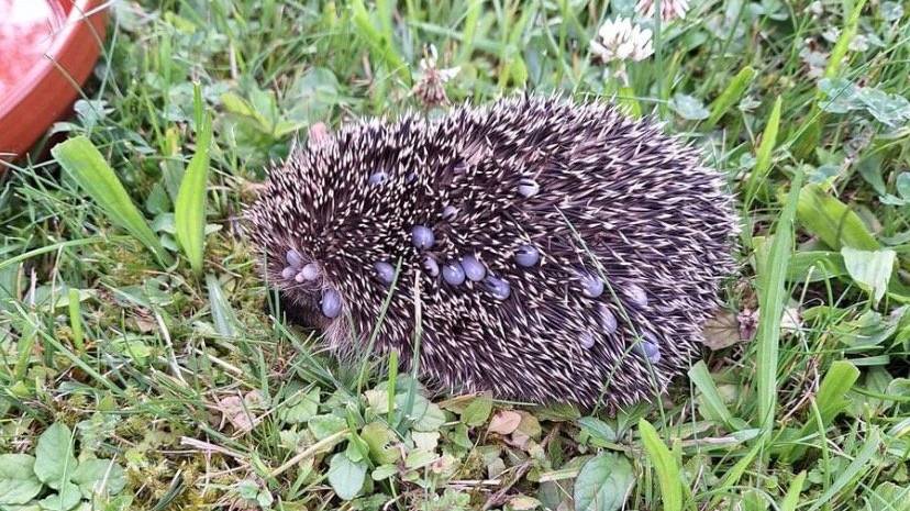 Dieser Igel ist von starkem Zeckenbefall betroffen – ist das ein Problem? 