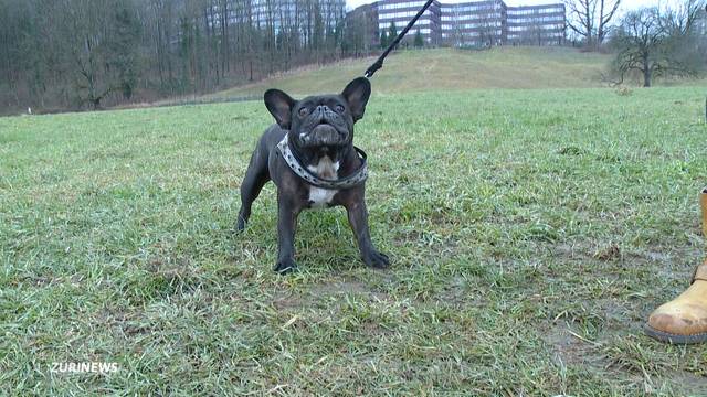 Kantonsrat will Hundeschule-Pflicht abschaffen