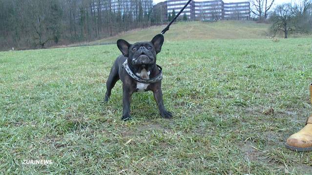 Kantonsrat will Hundeschule-Pflicht abschaffen