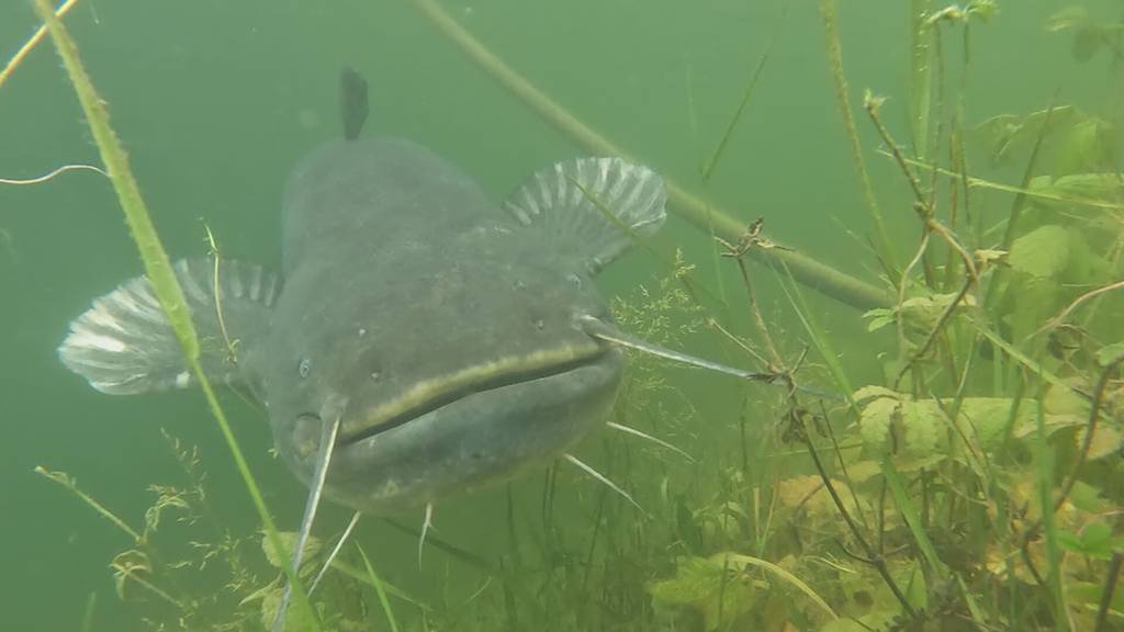 Natur profitiert vom Hochwasser – Riesenwels laicht im Steinacher Hafen