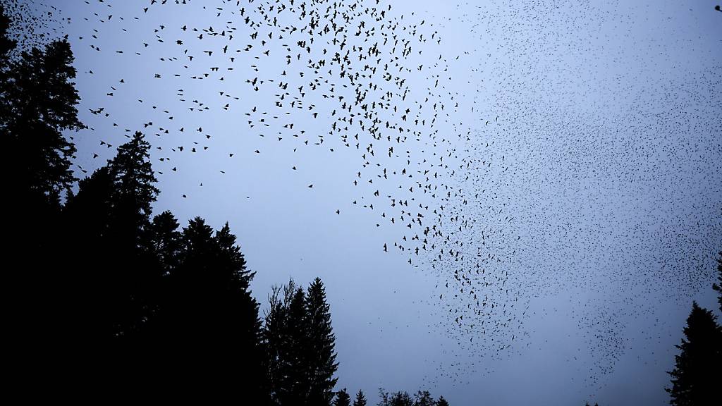 Bergfinken ziehen ab Mitte September von ihren Brutgebieten in den Wäldern Nordeuropas und Sibiriens nach West-, Mittel- und Südeuropa. (Archivbild)