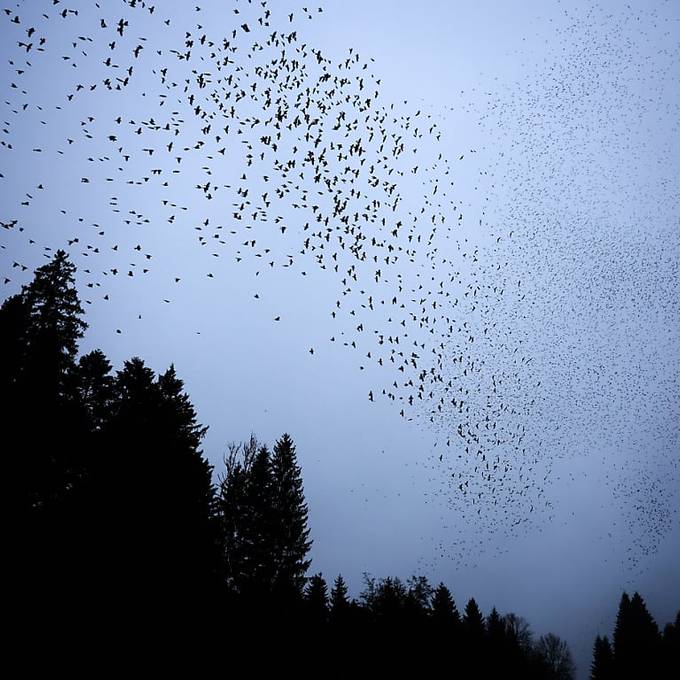 Milliarden Vögel sind auf dem Weg in den Süden