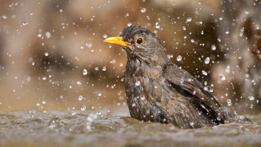 Vögel vertragen die Hitze in der Regel gut. Trotzdem kühlen auch sie sich gerne in einem Bad ab.