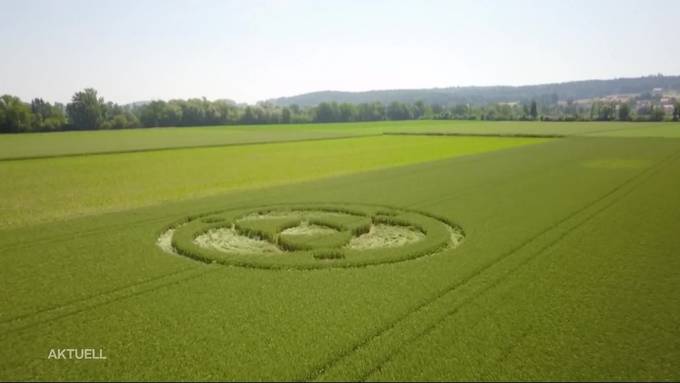 Kornkreis in Lüsslingen auf einem Weizenfeld 