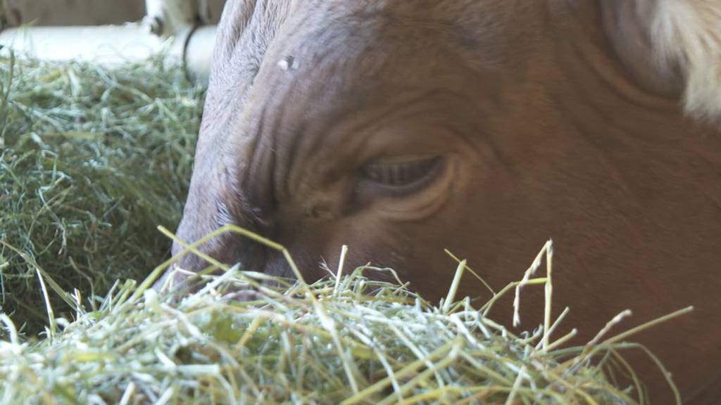 Munitaufe des Luzerner Kantonalen Schwingfestes 2027