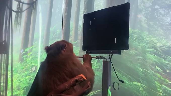 Dieser Affe spielt Pingpong nur mit seinen Gedanken