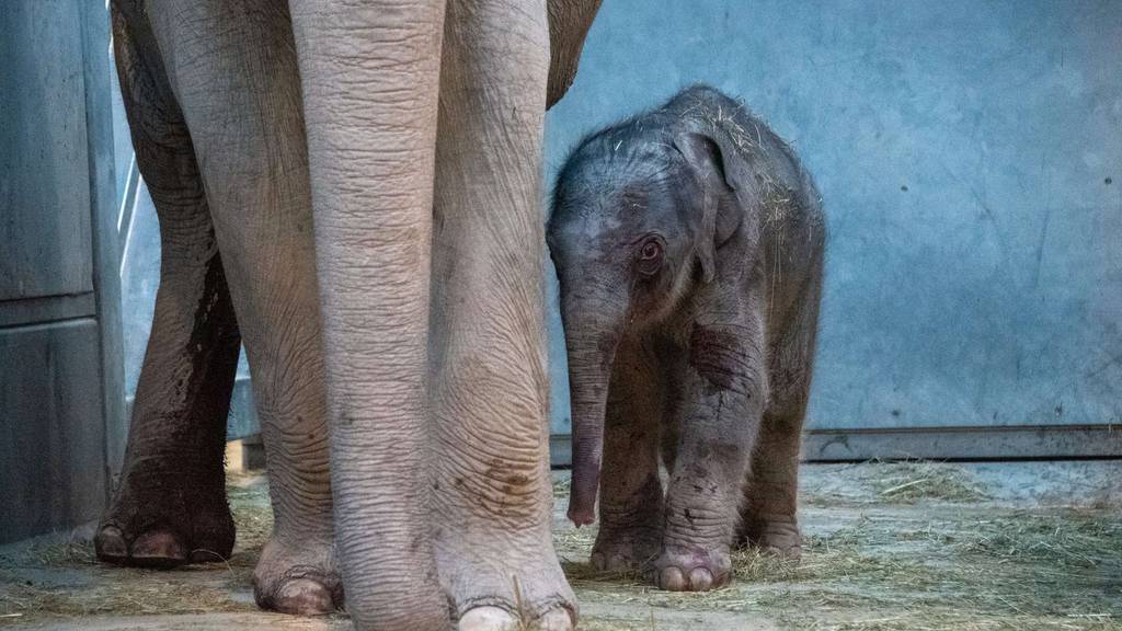 So herzig: Elefanten-Nachwuchs im Zoo Zürich