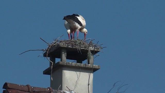 Störche suchen ihren Kran