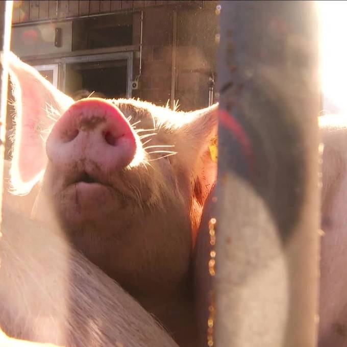 Schweinestallbrand in Sax: «Das war kein schöner Anblick»