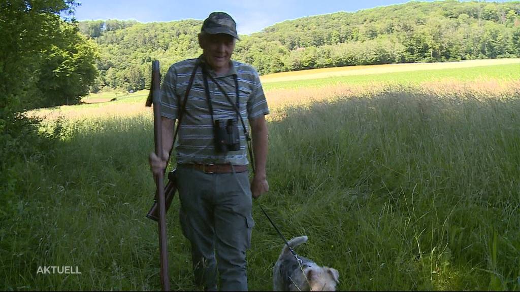 Vier tote Rehe innert fünf Tagen in Wald aufgefunden