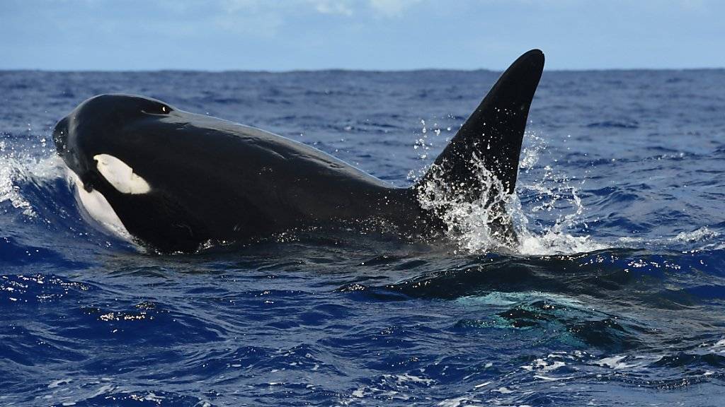 Orcas vor Hawaii: Das grösste Meeresschutzgebiet der Welt mit einer Fläche von nunmehr 1,5 Millionen Quadratkilometer befindet sich vor Hawaii. (Archivbild)
