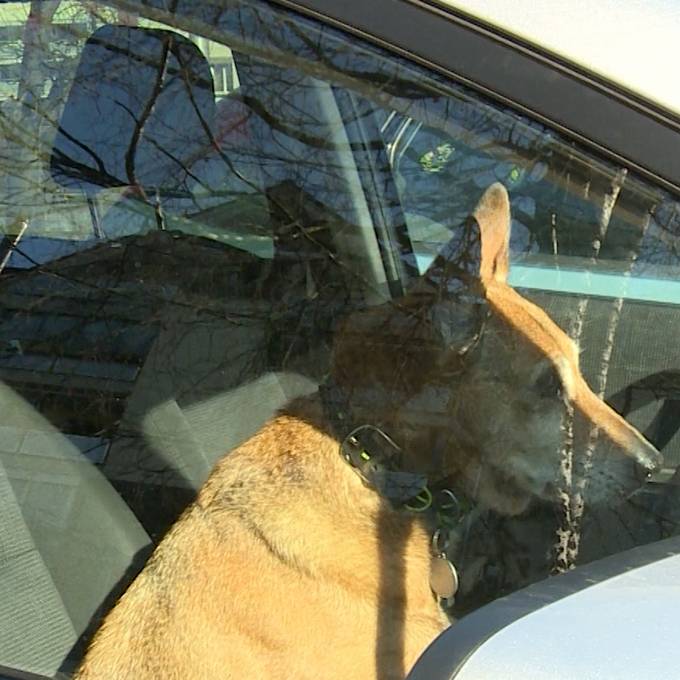 Freiwillige befreien Tiere aus Autos