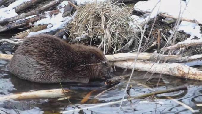 Gitter sollen Pfahlbauten am Inkwilersee vor Biber schützen