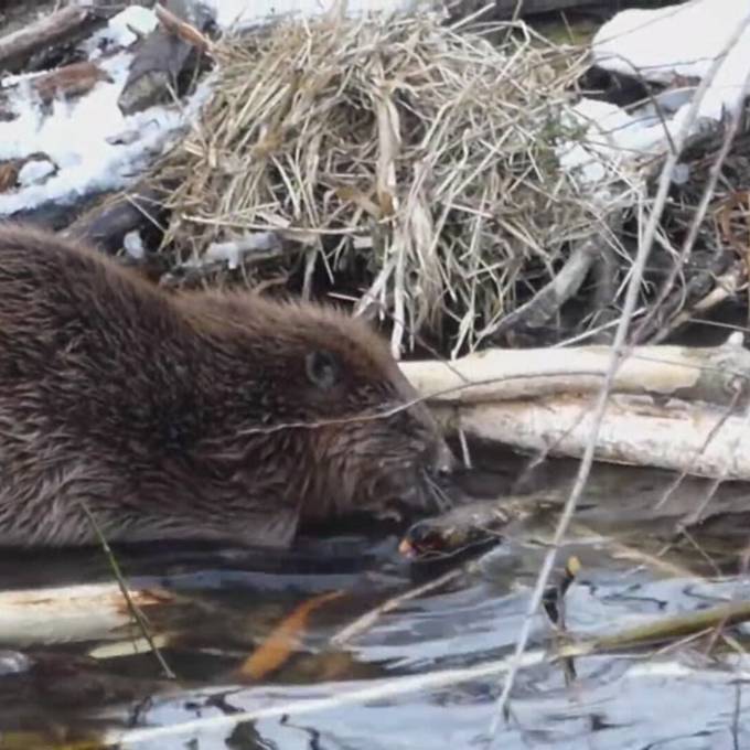 Gitter sollen Pfahlbauten am Inkwilersee vor Biber schützen