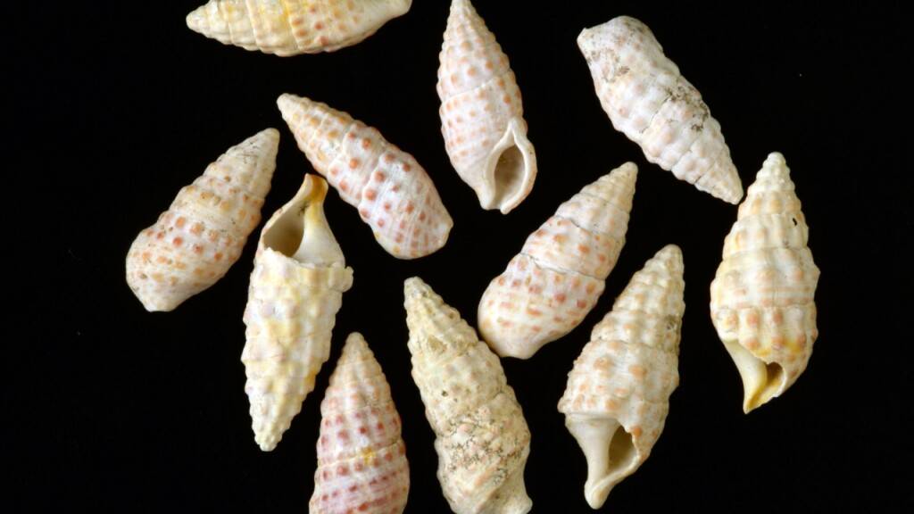 Die fossile Schnecken der Gattung Pithocerithium mit 12 Millionen Jahre alten rötlichen Pigmenten.