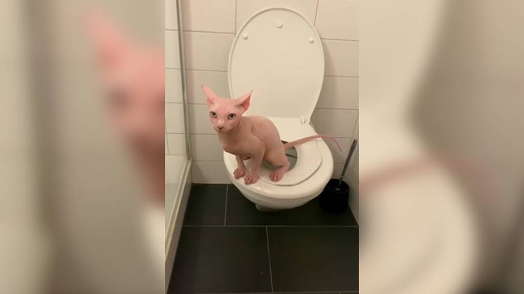 Diese Sphynx-Katze aus Rüti pinkelt auf der Toilette