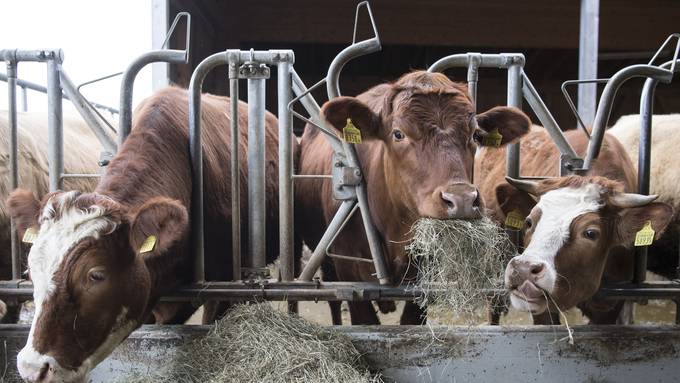 Bauern müssen Kühe wegen Hitze vorzeitig schlachten