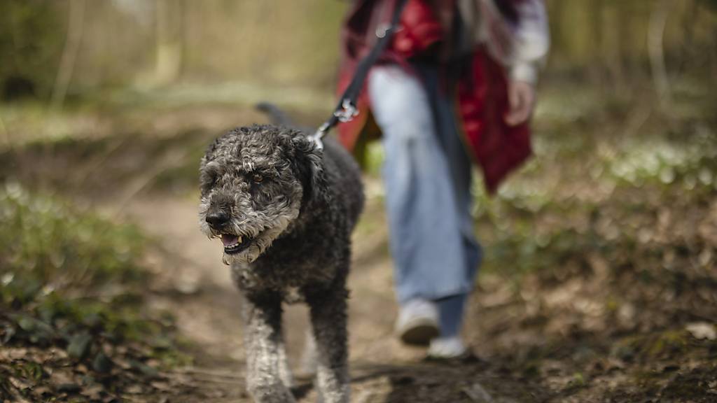 Eine Frau führt ihren Hund an der Leine durch einen Wald spazieren. (Symbolbild)