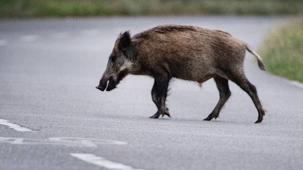 Wildschwein rammt Kinderwagen in Polen - Kleinkind verletzt