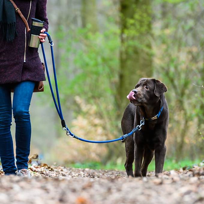 Kommission will Therapiehunde nicht von Hundesteuer befreien