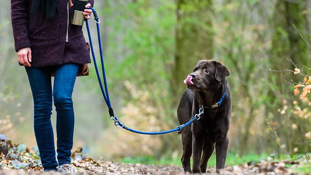Die Gask findet, dass nur Assistenzhunde von der Hundesteuer befreit werden sollen. Halter von Therapiehunden sollen weiter besteuert werden. (Archivbild)
