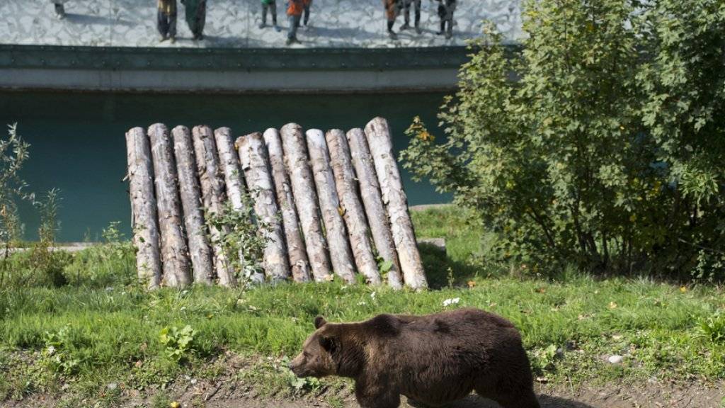 Bär Finn ist zurück. Dank des neuen «BäreBähnli» können auch Gehbehinderte und Familien mit Kinderwagen die Bären von nahem betrachten.