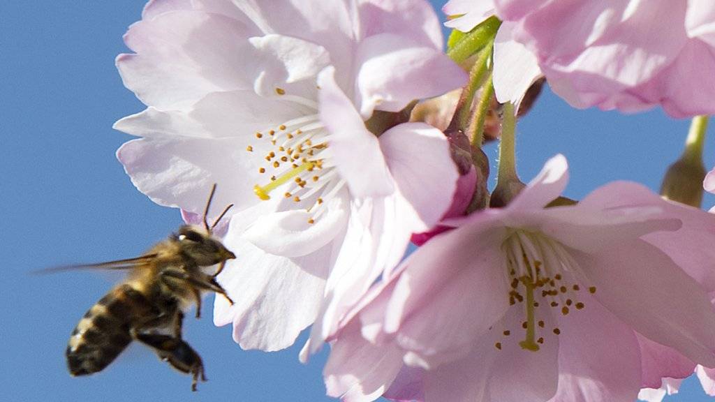 Die Auswirkungen von Insektenmitteln auf Bienen sind umstritten. Der Einsatz mehrerer Schutzmittel mit bestimmten Wirkstoffen ist darum in der EU eingeschränkt.