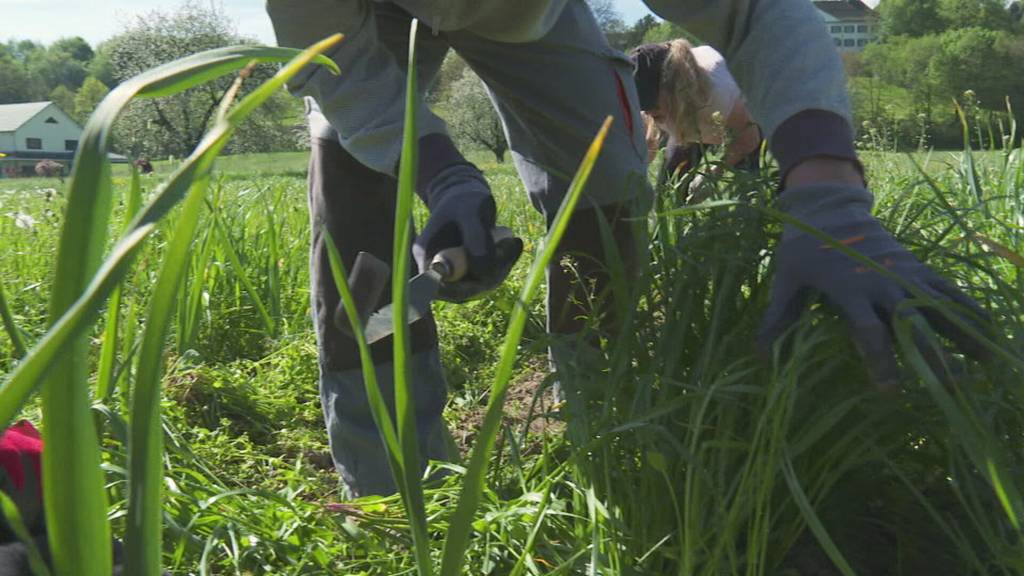 Harte Arbeit auf der Farm: So entsteht der Thurgauer «Chnobli»